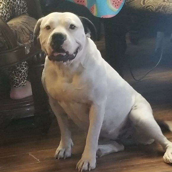 Meet your Posher, Joseph - Picture 2 of 2